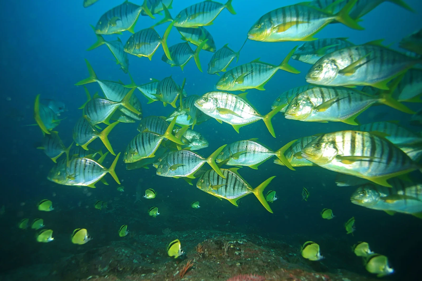 Fish of the Persian Gulf: Species, Seasons & Fishing Tips